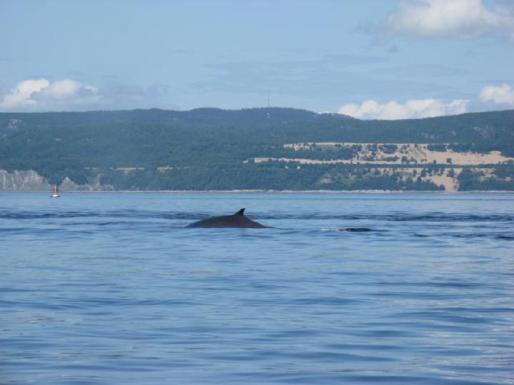 Baleines 042.JPG
